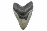 Serrated, Fossil Megalodon Tooth - North Carolina #378054-1